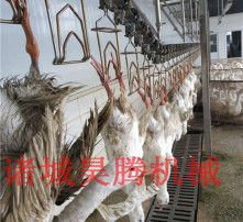 家禽初加工 從活禽到食材的精細(xì)處理與品質(zhì)把控