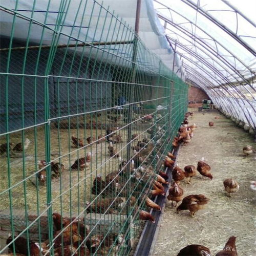 家禽養殖圍欄網 選購要點、專業加工與合肥市場展望